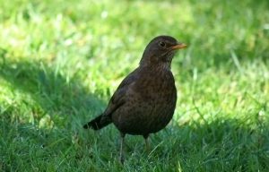 Blackbird Female