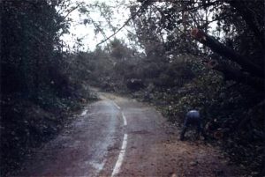 Brogues Wood