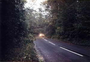 Brogues Wood