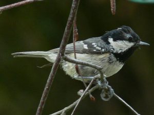 Coal Tit