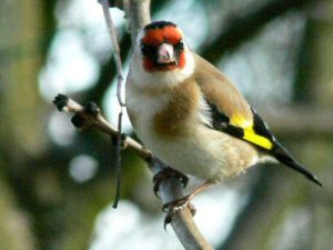 Gold Finch