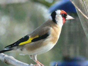 Gold Finch