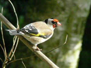 Gold Finch