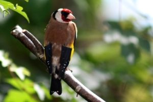 Gold Finch