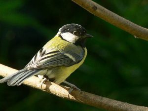 Great Tit