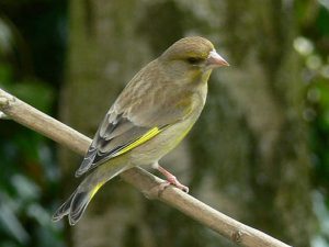 Green Finch