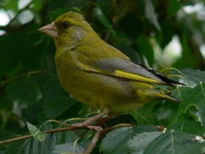 Green Finch