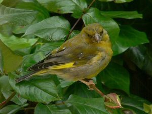 Green Finch