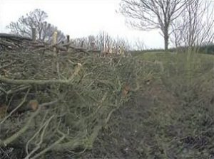 Hedge Laying
