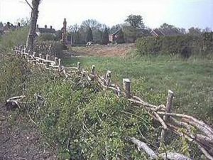 Hedge Laying