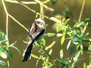 Long Tail Tit