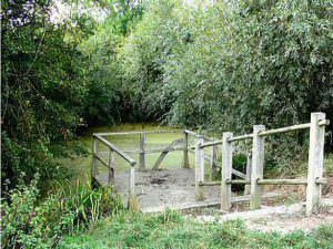 Lower Pond Dipping Platform