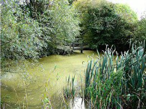 Lower Pond View