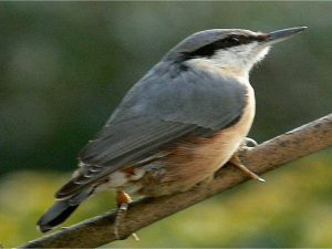Nuthatch