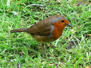 Robin