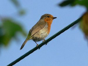 Robin
