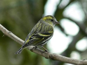 Siskin