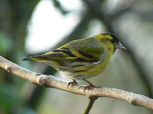 Siskin
