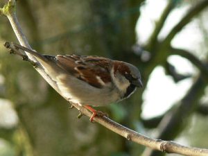 Sparrow