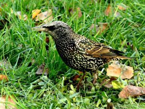 Starling