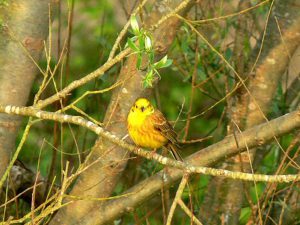 Yellow Hammer