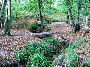 Rookery