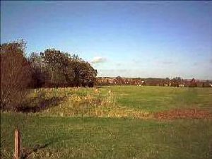 Tree Planting