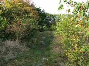 Path through Trees